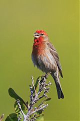 House Finch